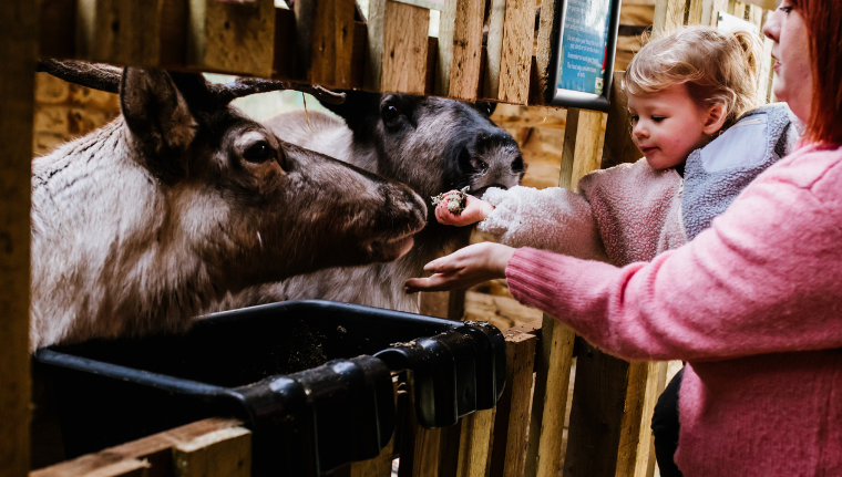 Reindeer Feeding at Wild Discovery